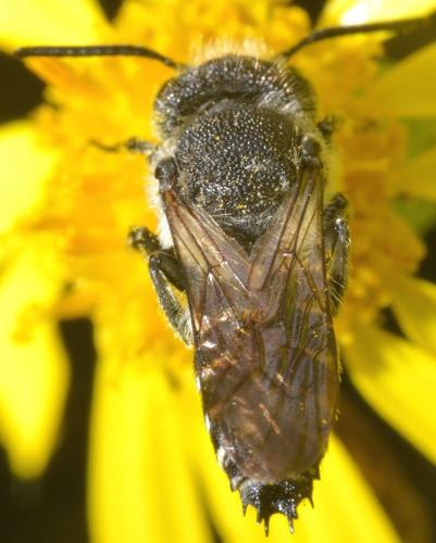 Réf. 262 230 : Coelioxys sp.